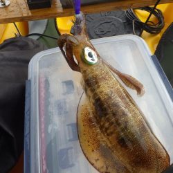 あおりいか一杯だけとは…